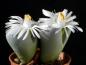 Preview: Plant with flowers