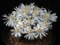Preview: Flowers of mother plant