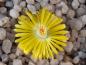 Preview: Plant with flower