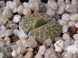 Preview: Plant with bud