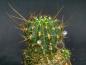 Preview: Plant with buds