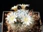 Preview: Mammillaria duwei (Samen)