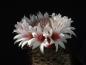 Preview: Motherplant with flower