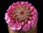 Preview: Mother plant with flowers