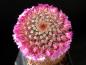 Preview: Mother plant with flowers