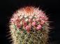Preview: Mother plant with fruits