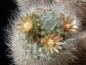 Preview: Plant with flowers