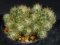 Preview: Sales plant (sample)