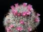 Preview: Motherplant with flowers