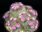 Preview: Motherplant with flowers