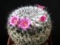 Preview: Mother plant with flowers