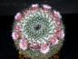 Preview: Mother plant with flowers