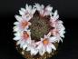 Preview: Motherplant with flowers