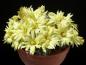 Preview: Mother plant with flowers
