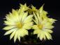 Preview: Motherplant with flowers