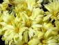 Preview: Flowers