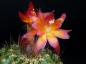 Preview: Flowers of mother plant