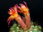 Preview: Flowers of mother plant