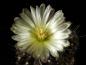 Preview: Flower of mother plant