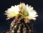 Preview: Mother plant with flowers