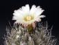 Preview: Motherplant with flower