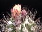 Preview: Mother plant with buds