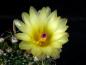 Preview: Flower