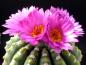 Preview: Mother plant with flowers