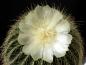Preview: Flower of mother plant