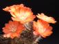 Preview: Flower of mother plant