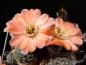 Preview: Flowers