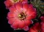 Preview: Rebutia gavazzii R493 (seeds)