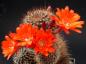 Preview: Flowers of mother plant
