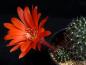 Preview: Flower of mother plant
