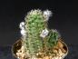 Preview: Plant for sale on April 21, 2025
