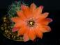 Preview: Flower of mother plant