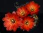 Preview: Mother plant with flowers