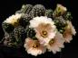 Preview: Mother plant with flowers