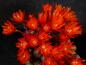 Preview: Flowers of motherplant