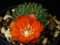 Preview: Flower of mother plant