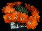 Preview: Flowers of mother plant