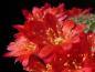 Preview: Flowers of mother plant