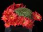 Preview: Motherplant with flowers