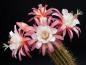 Preview: Flowers of mother plant