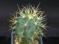 Preview: Ferocactus glaucescens