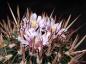 Preview: Stenocactus lamellosus (Samen)