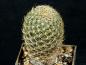 Preview: Sulcorebutia breviflora