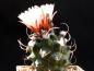 Preview: Turbinicarpus miquiana