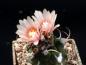Preview: Turbinicarpus miquiana