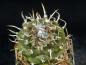 Preview: Turbinicarpus miquiana